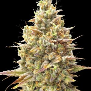 Auto Strawberry Banana von Advanced Seeds