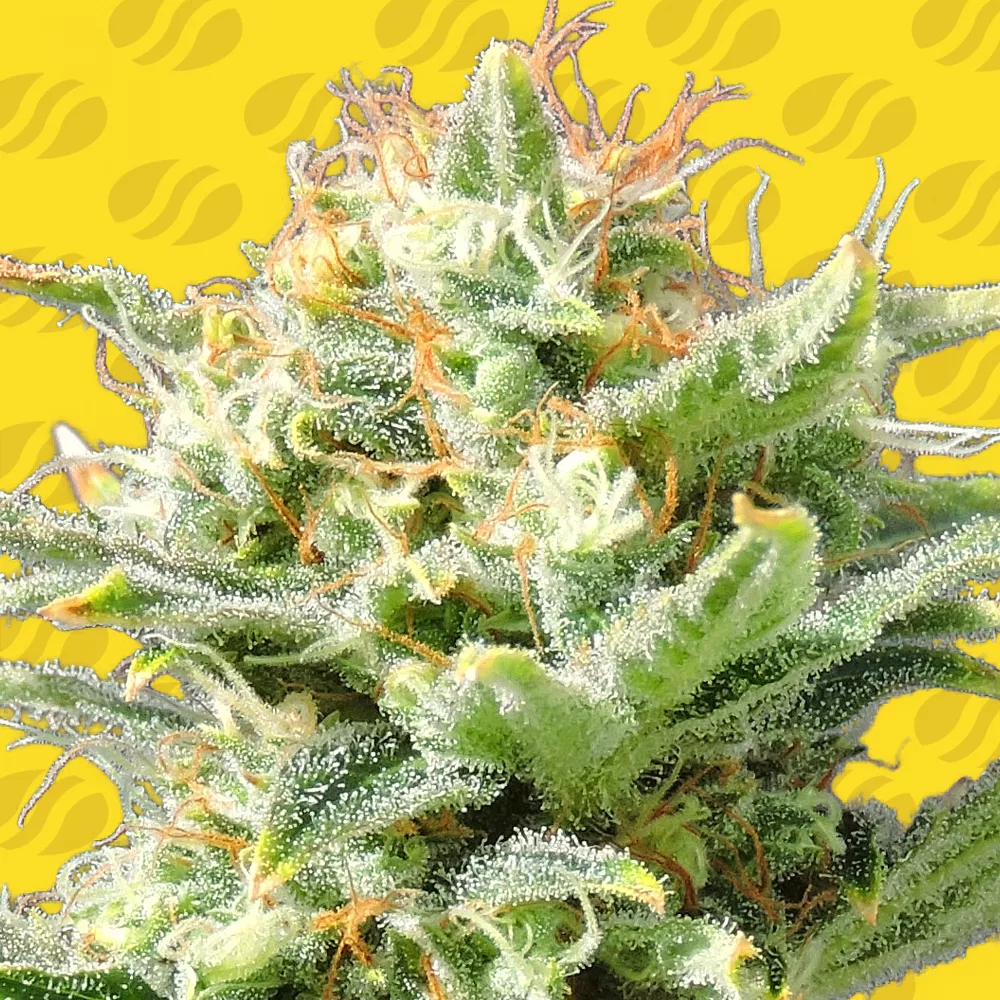 Auto Super Skunk Original Sensible Seeds