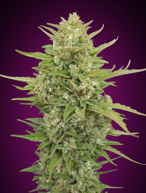 Auto Super Skunk von 00 Seeds