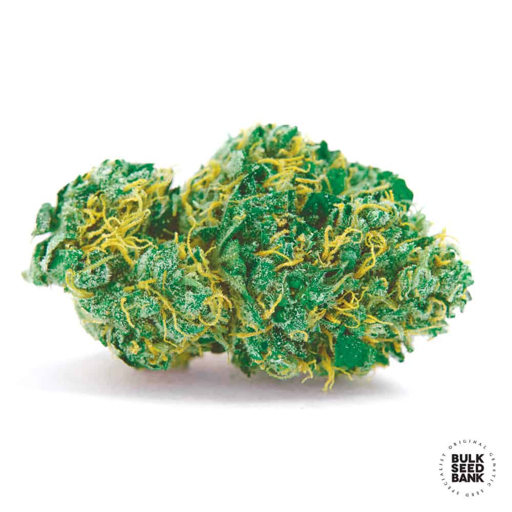 Autoflowering Sweet Tooth