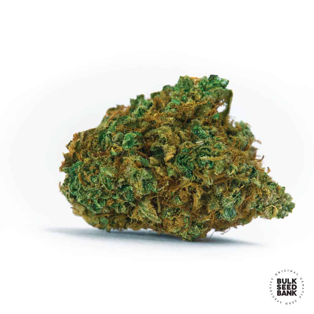 Auto Wild Dwarf Bulk Seed Bank