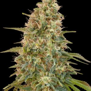 Auto Zkittlez von Advanced Seeds