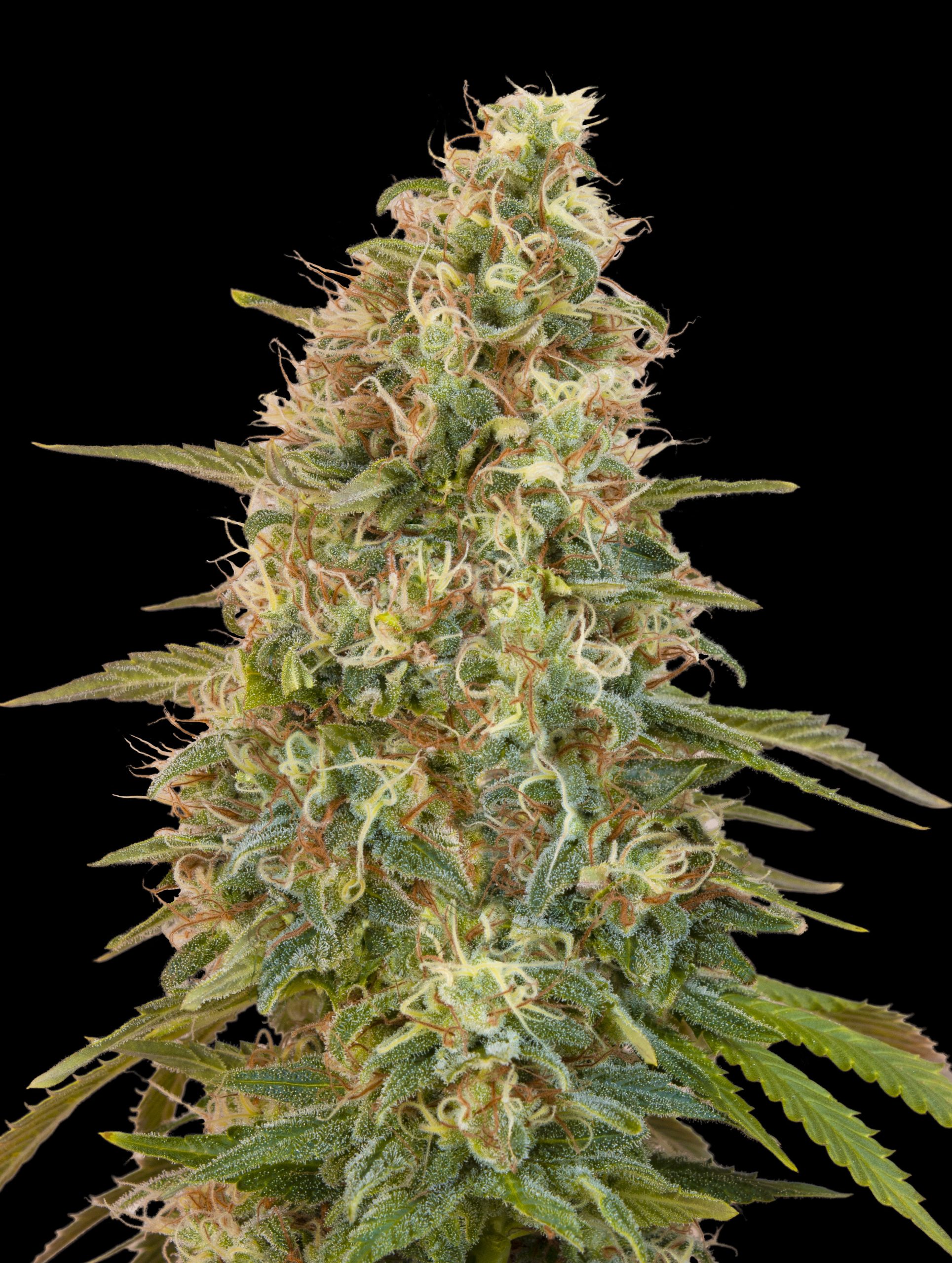 Auto Zkittlez von Advanced Seeds