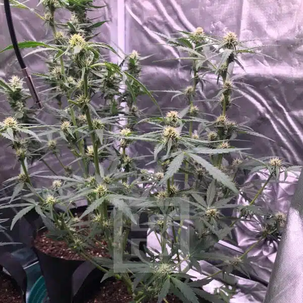 Grizzly Purple Auto Blimburn Seeds