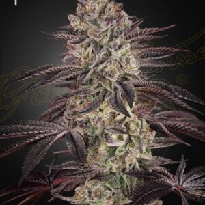 Biscotti Autoflowering von Green House Seed Co.