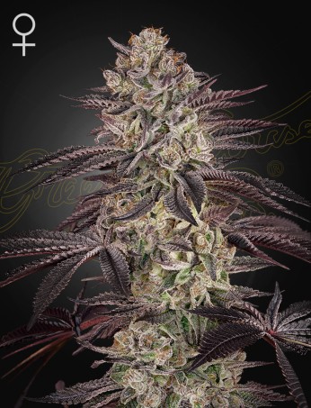 Biscotti Autoflowering von Green House Seed Co.