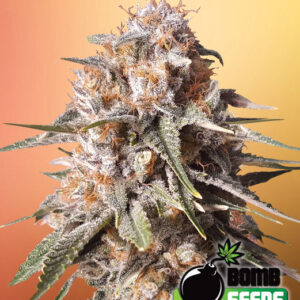 Baked Bomb von Bomb Seeds