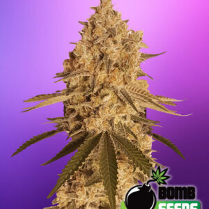 Baked Bomb von Bomb Seeds