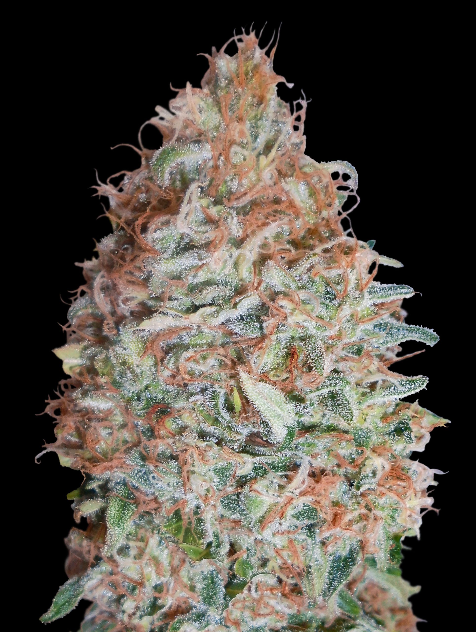 Banana Cookies von Advanced Seeds