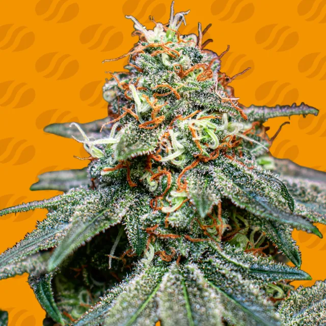 Banana Cream OG Original Sensible Seeds