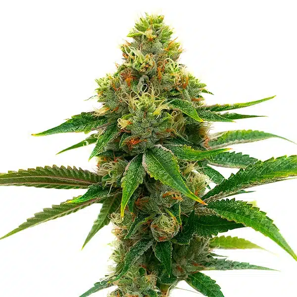 Silver Surfer Haze Blimburn Seeds