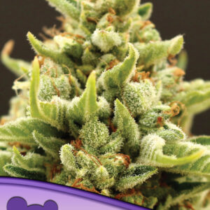 Banana Kush Auto von Anesia Seeds