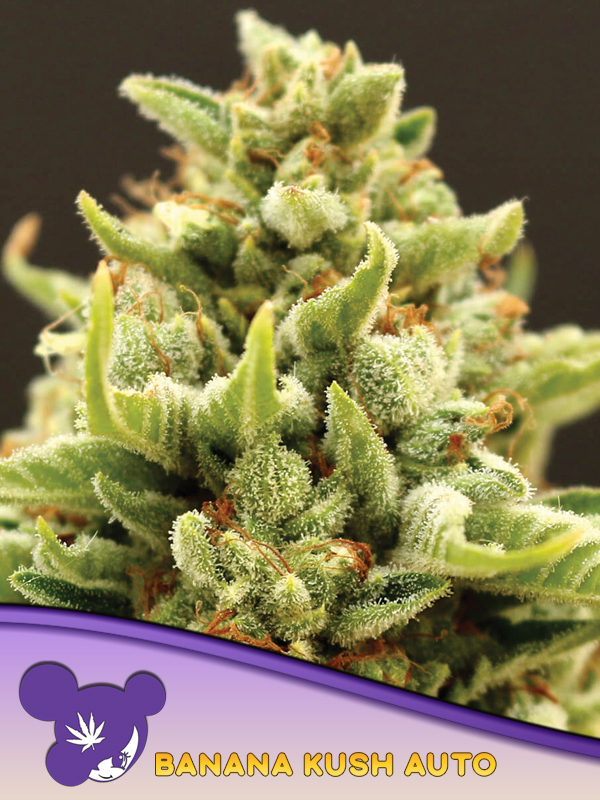Banana Kush Auto von Anesia Seeds