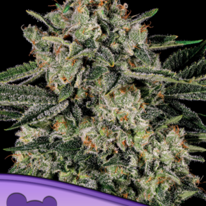 Banana MAC von Anesia Seeds