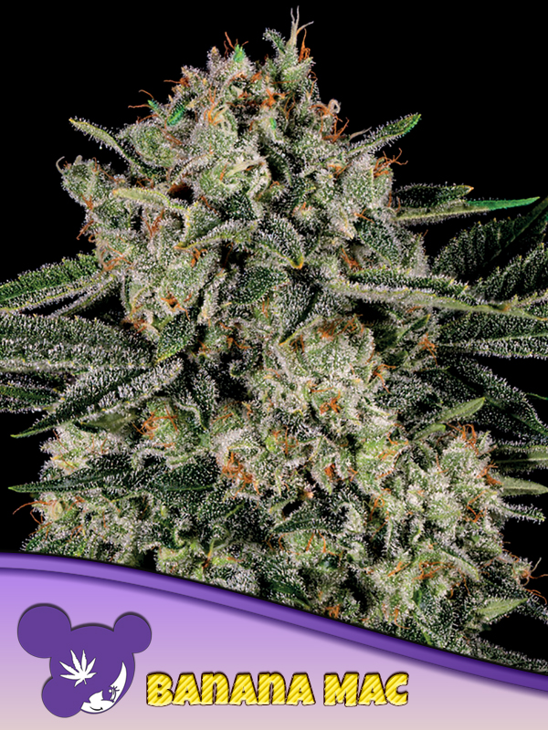 Banana MAC von Anesia Seeds
