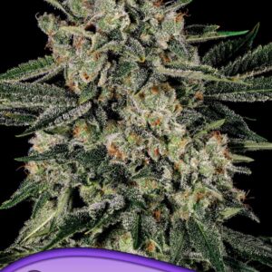 Banana MAC von Anesia Seeds