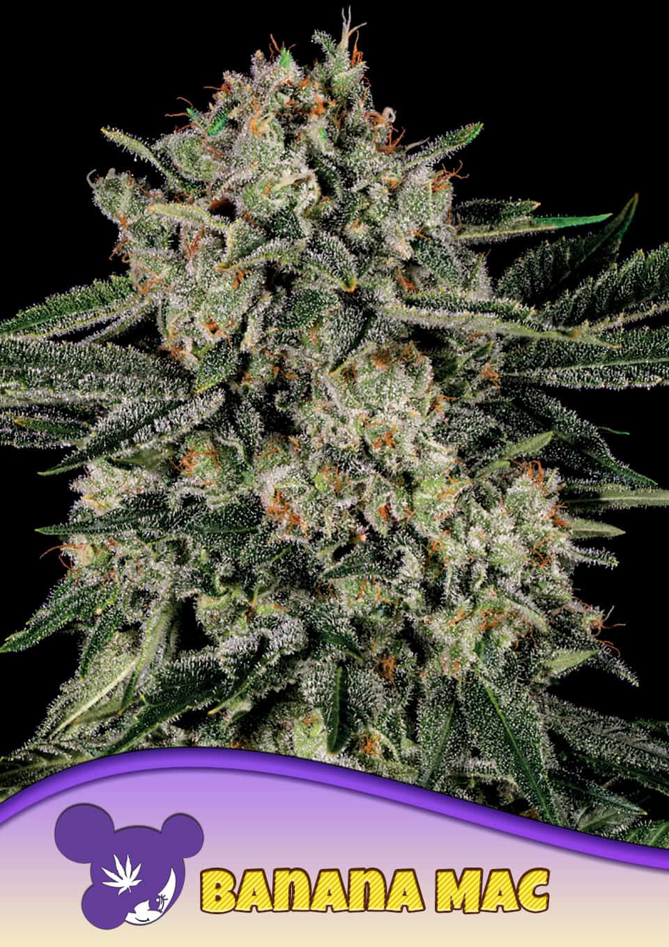 Banana MAC von Anesia Seeds
