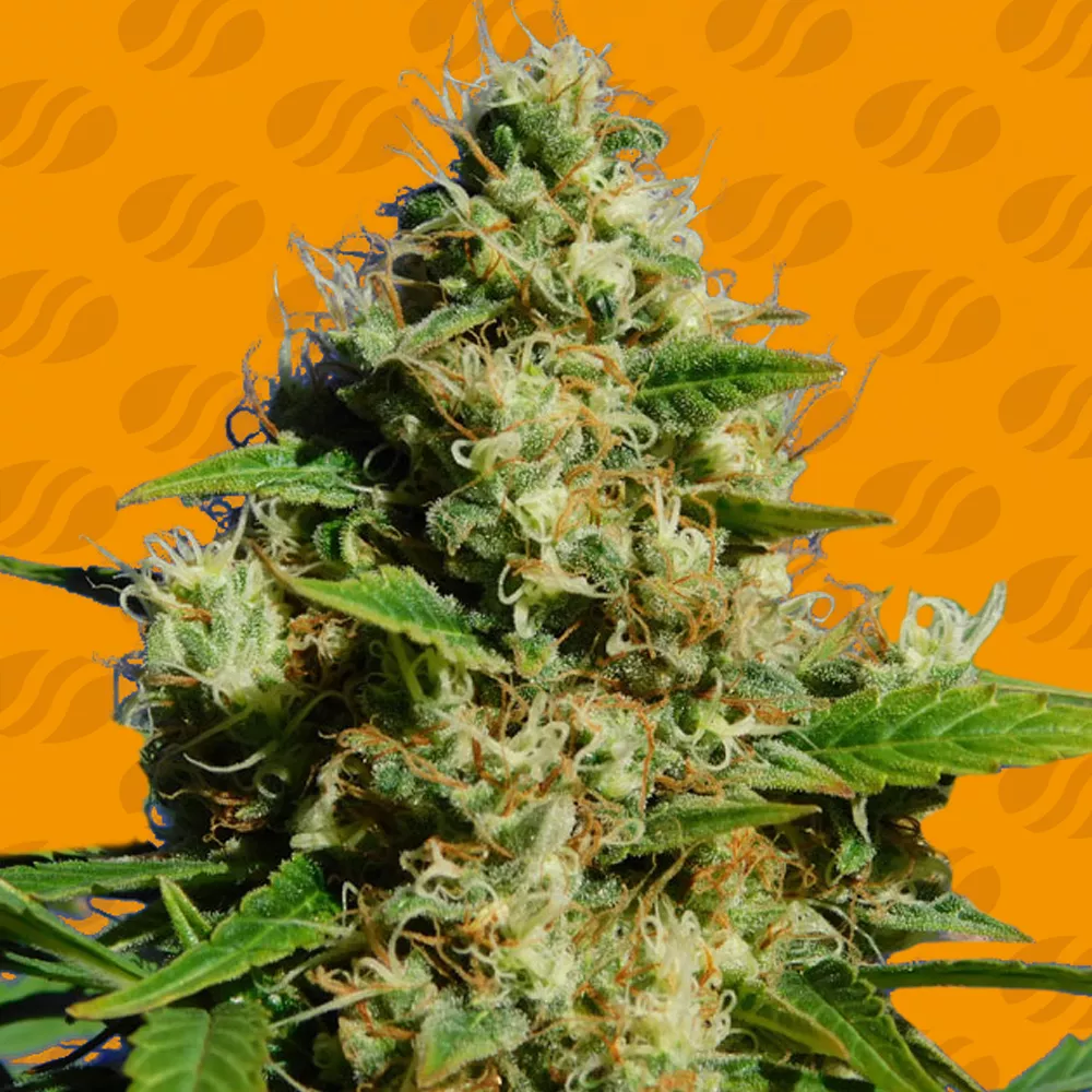 Banana Sherbet Original Sensible Seeds