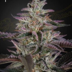Banana Krumble von Green House Seed Co.