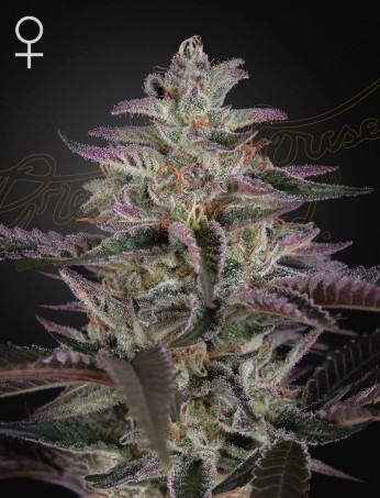 Banana Krumble von Green House Seed Co.