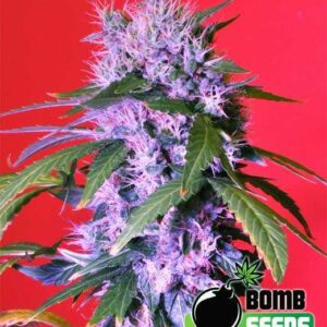 Berry Bomb von Bomb Seeds