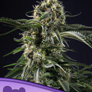 Big Bazooka von Anesia Seeds