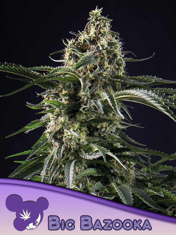Big Bazooka von Anesia Seeds