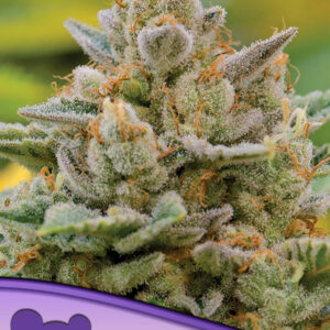 Big Bazooka Auto von Anesia Seeds