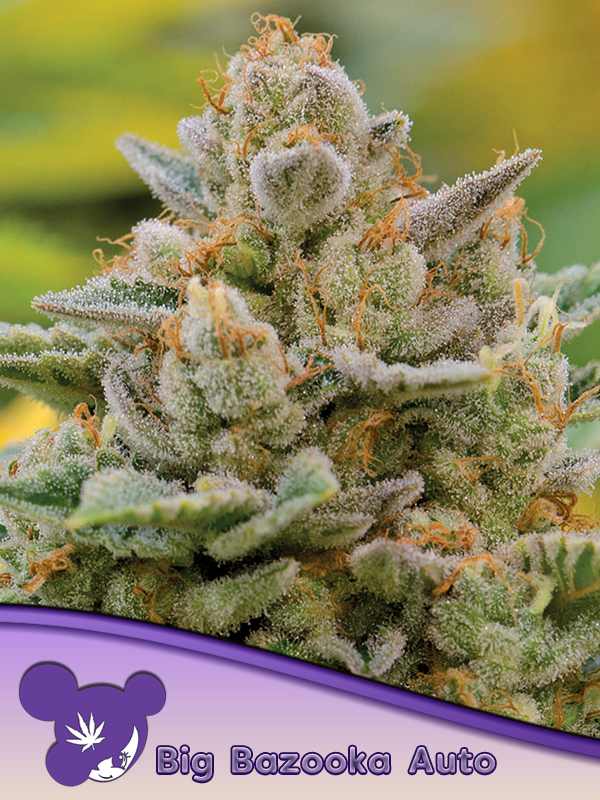 Big Bazooka Auto von Anesia Seeds