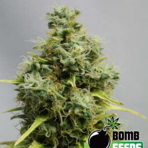 Big Bomb von Bomb Seeds