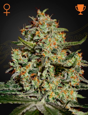 Big Bang von Green House Seed Co.
