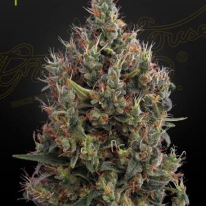 Big Bang Auto von Green House Seed Co.