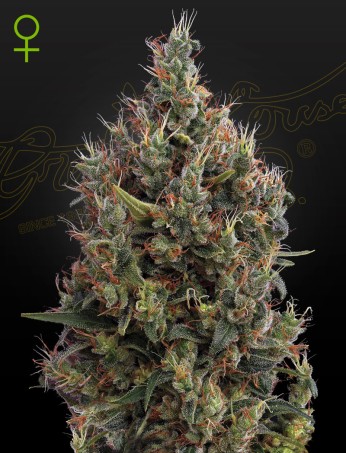 Big Bang Auto 10 St. Green House Seed Co.