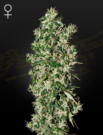 Big Tooth von Green House Seed Co.