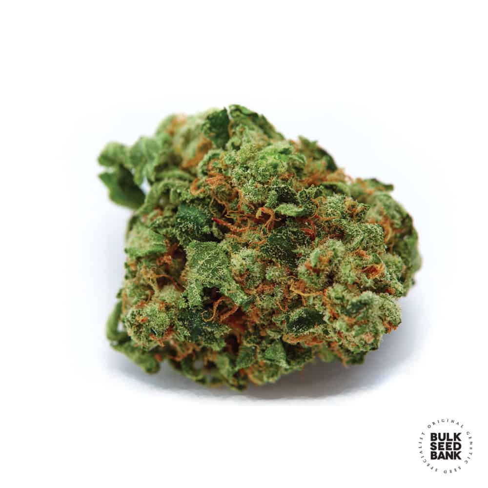 Bigger Bud Bulk Seed Bank