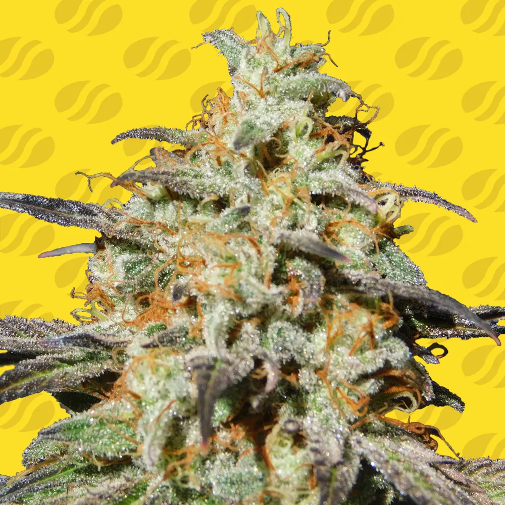 Biscotti Auto Original Sensible Seeds