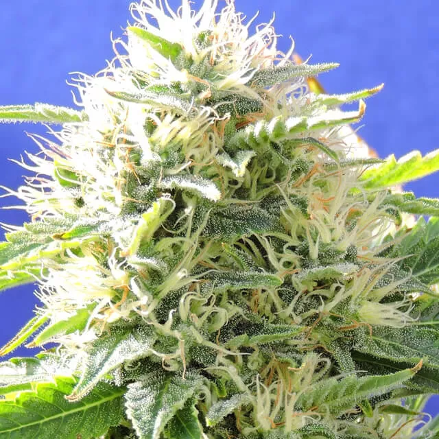 Black Destroyer Original Sensible Seeds