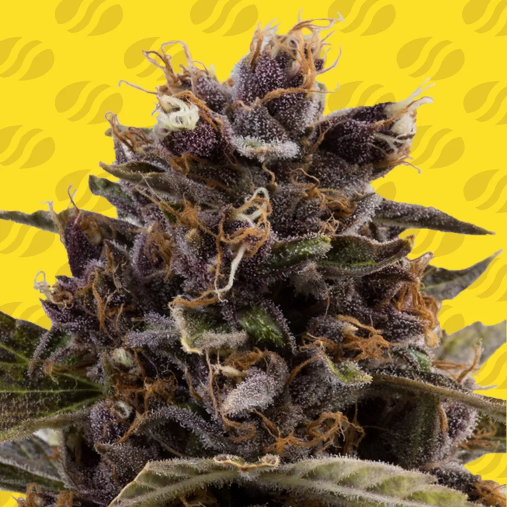 Black Dog Auto Original Sensible Seeds