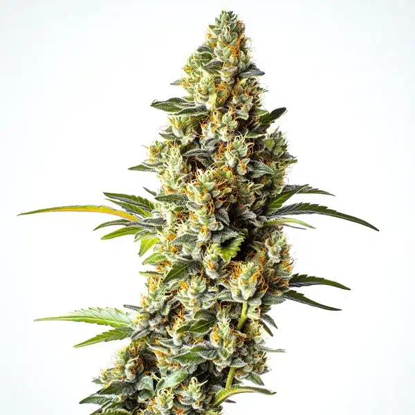 Gelato Blimburn Seeds