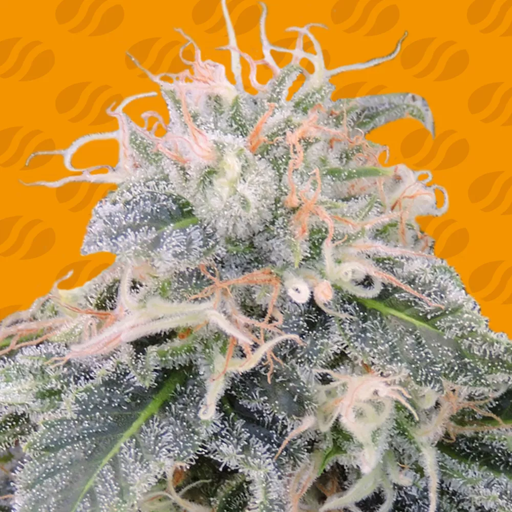 Black Ghost OG Original Sensible Seeds