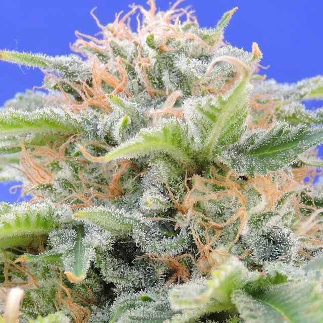 Black Gum Original Sensible Seeds
