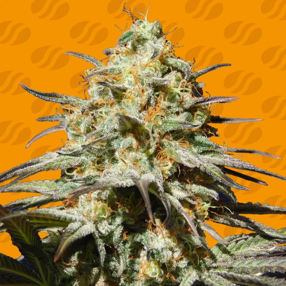 Black Orchid Original Sensible Seeds