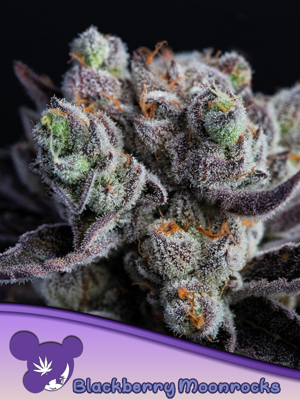 Blackberry Moonrocks von Anesia Seeds
