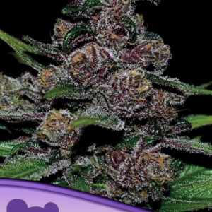 Auto Blackberry Moonrocks von Anesia Seeds
