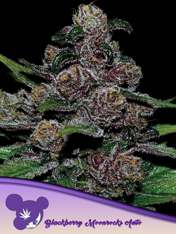 Auto Blackberry Moonrocks von Anesia Seeds