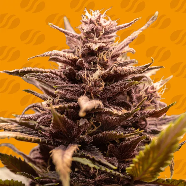 Blackwater Original Sensible Seeds