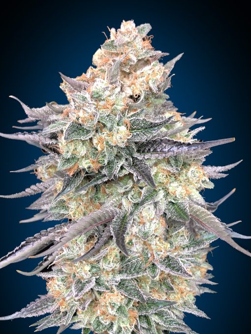 Blue Dream von 00 Seeds