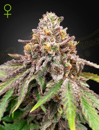Blue Haze x Gelato 41 Auto von Green House Seed Co.