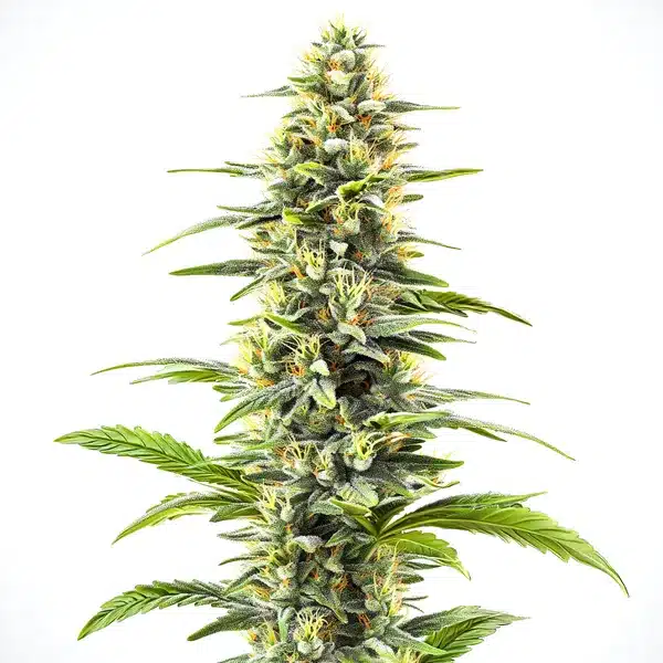 Original Clon Blimburn Seeds
