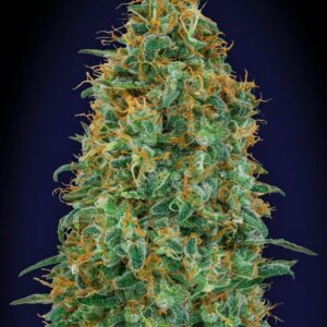 Blueberry von 00 Seeds